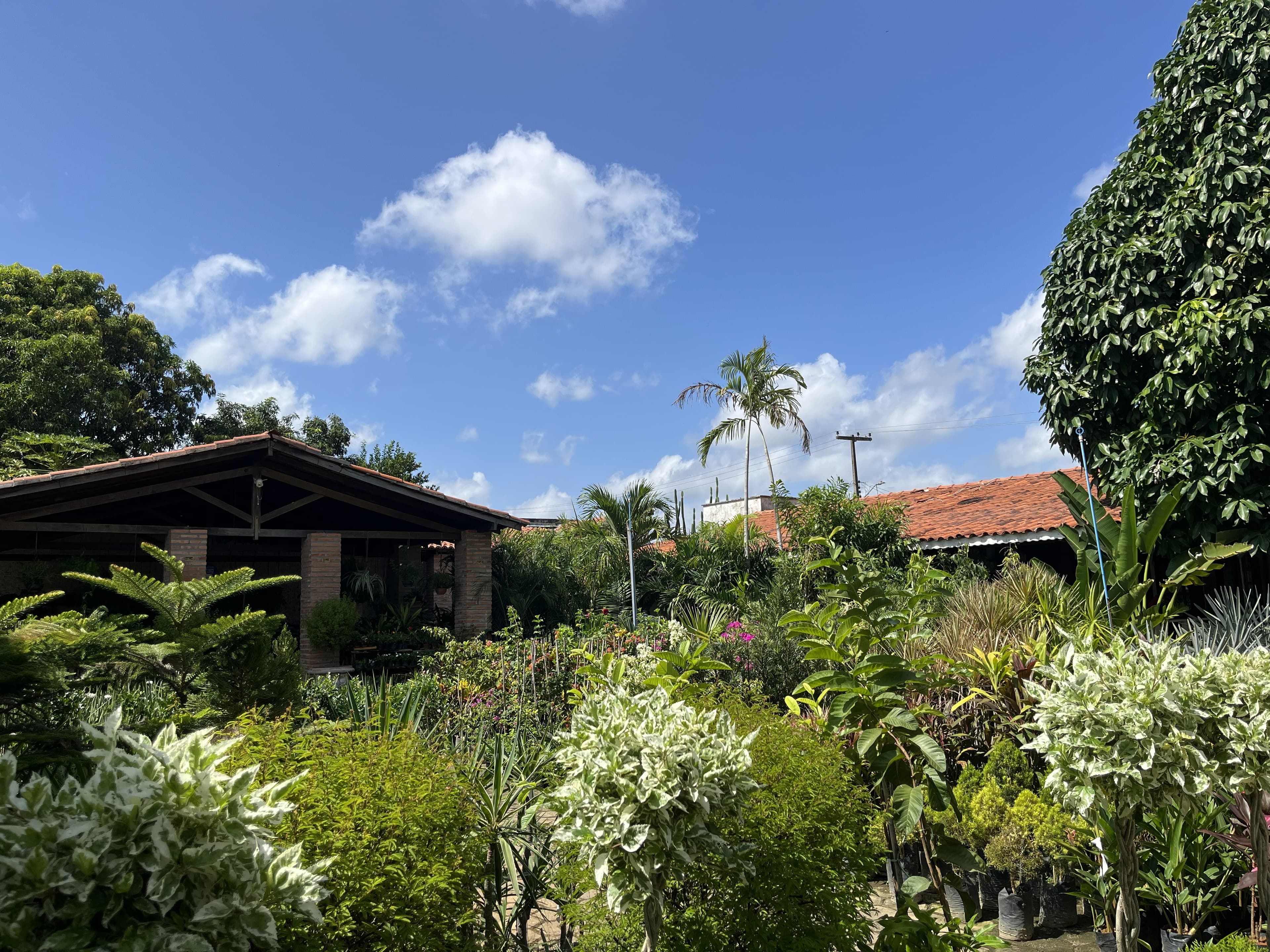 Variedade de plantas no espaço atual da AmbientalMix