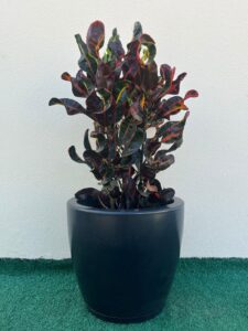 Ambiental mix Crotons mammy
