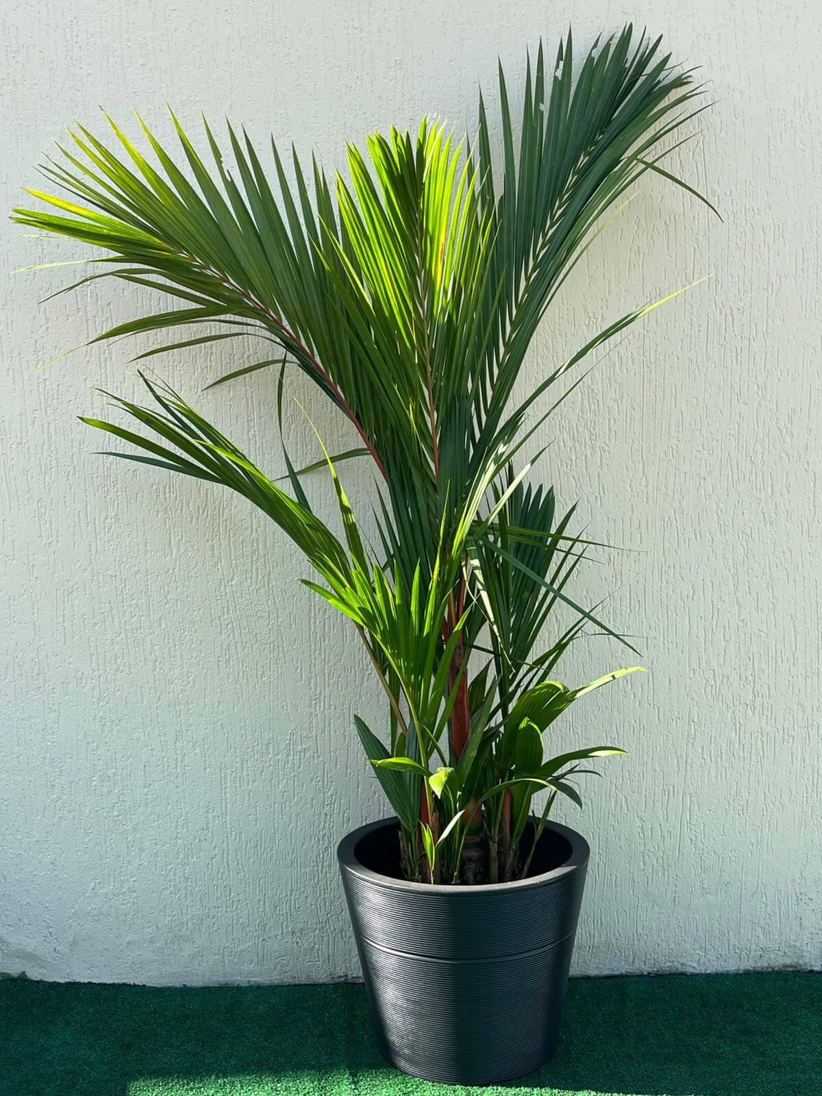 Ambiental Mix Planta Palmeira Laca