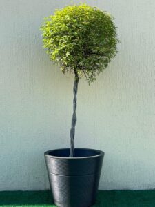 Ambiental Mix Planta Caliandra