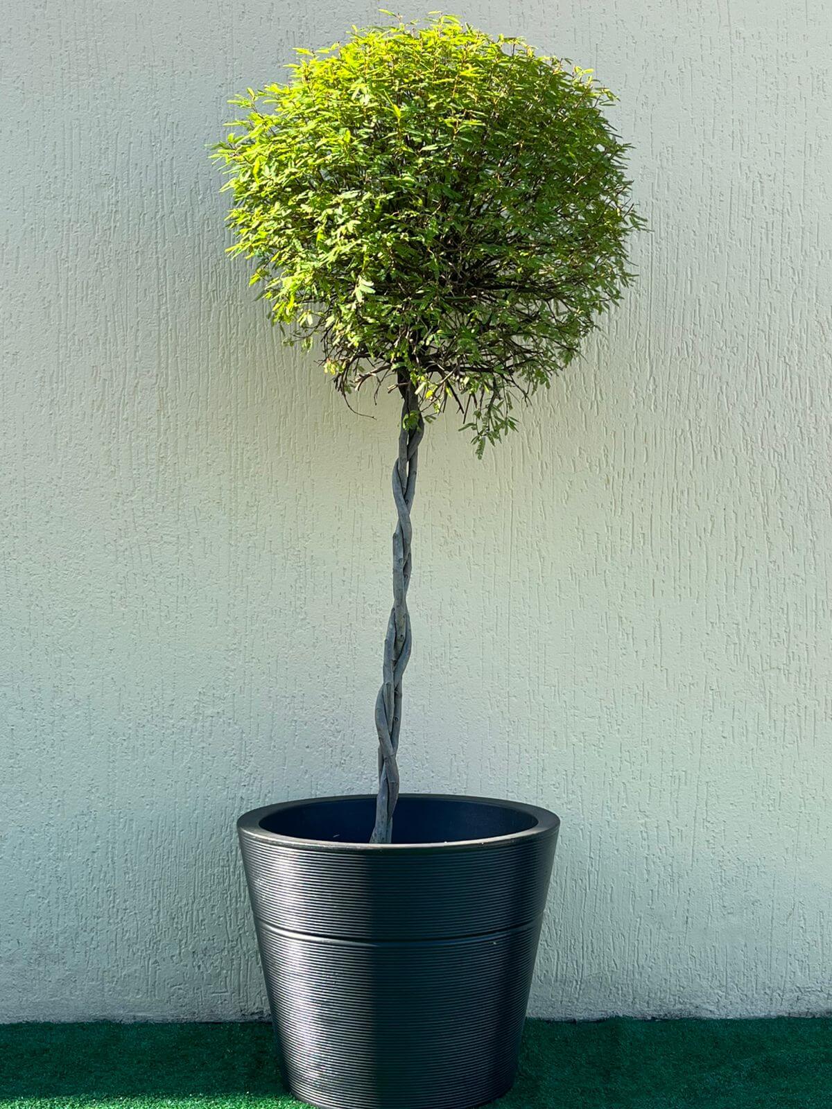 Ambiental Mix Planta Caliandra