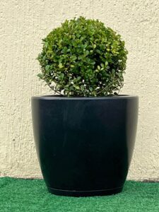 Ambiental Mix Planta Buxinho