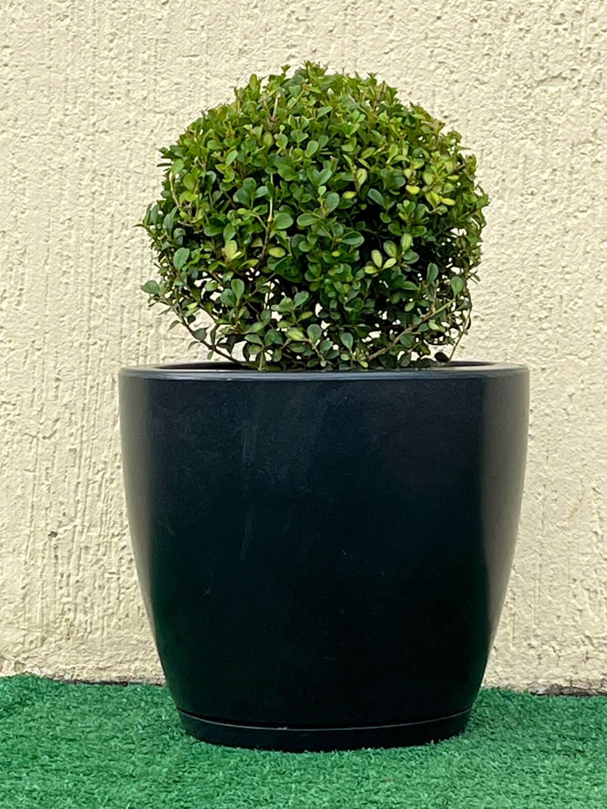 Ambiental Mix Planta Buxinho