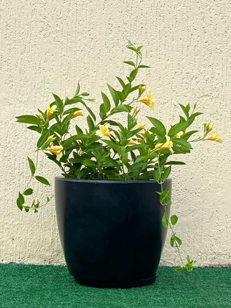 Ambiental mix Dipladenia Amarela