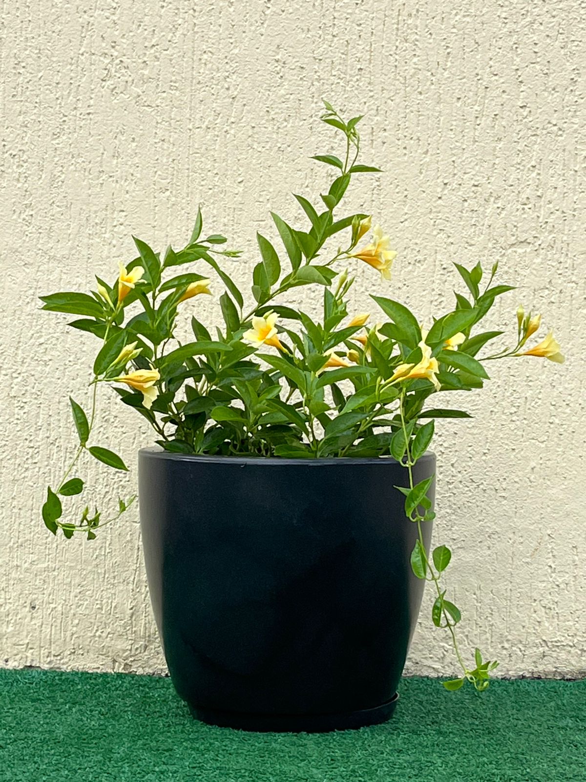 Ambiental mix Dipladenia Amarela