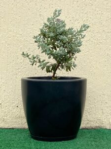 Ambeiantal Mix Leucofilo