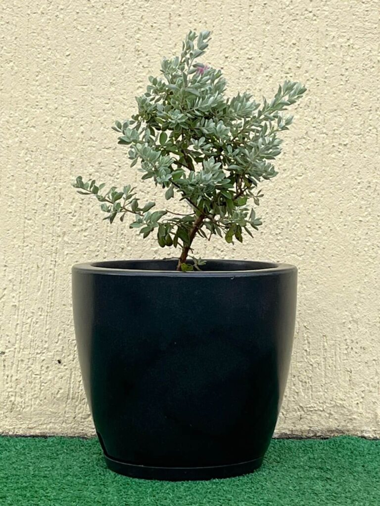 Ambeiantal Mix Leucofilo