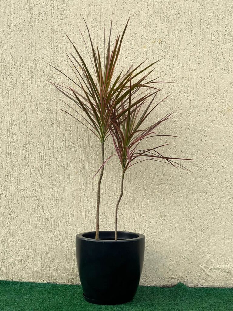 Ambiental mix Dracena Tricolor