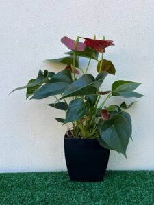 Ambiental mix Antúrio vermelho