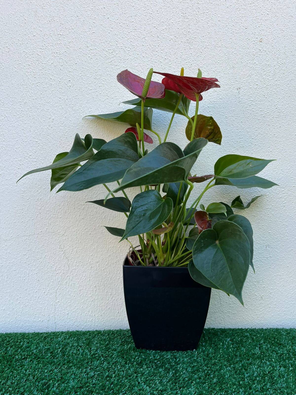 Ambiental mix Antúrio vermelho