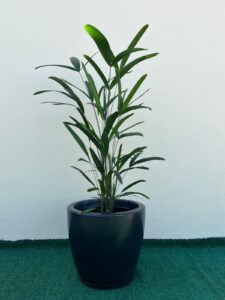 Ambiental mix Palmeira ráfis