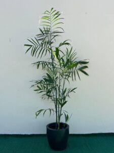 Ambiental mix Palmeira ChamaedoreaA