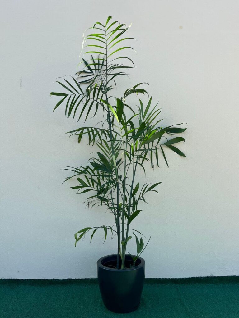 Ambiental mix Palmeira ChamaedoreaA