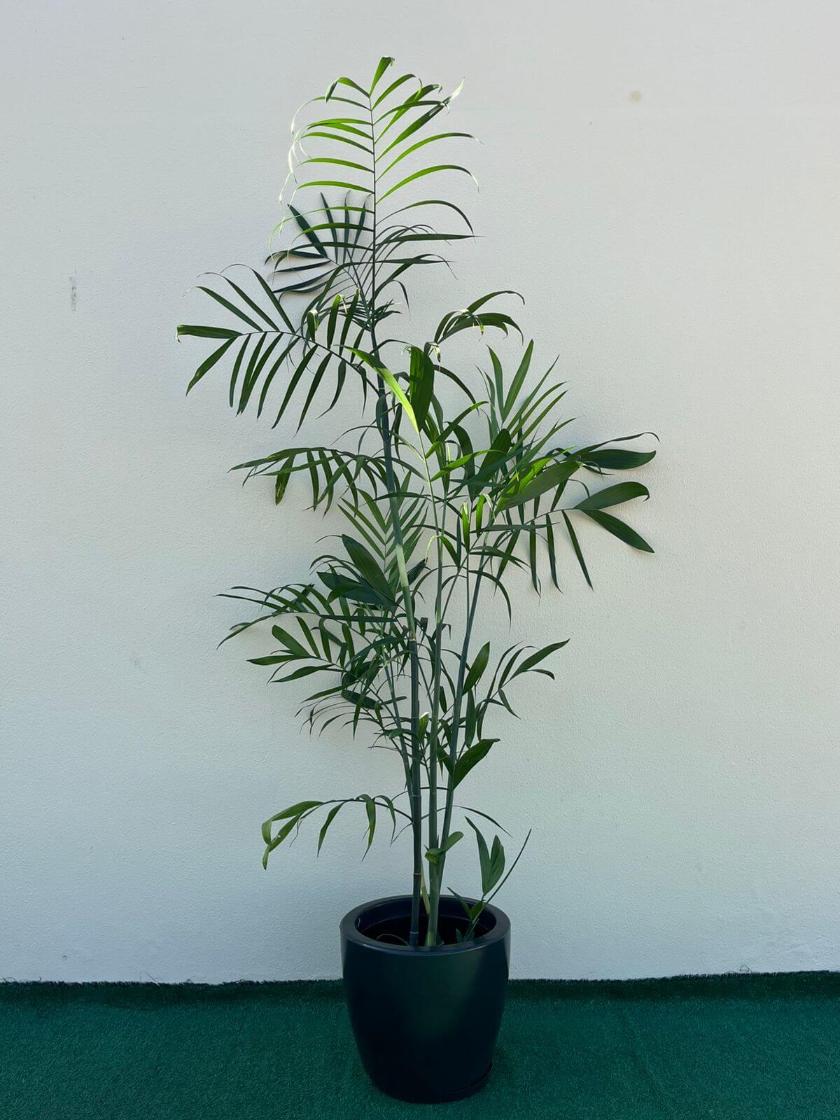 Ambiental mix Palmeira ChamaedoreaA