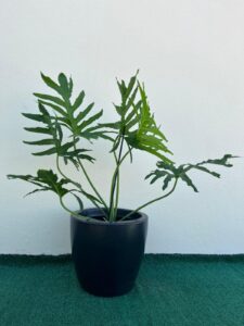 Ambiental mix Filodendro guaibê