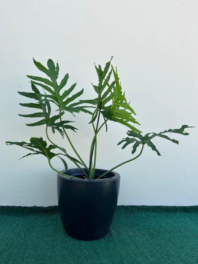 Ambiental mix Filodendro guaibê