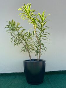 Ambiental Mix Dracena Pleomele