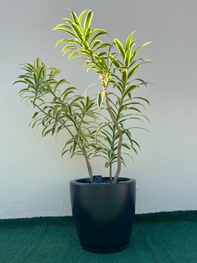 Ambiental Mix Dracena Pleomele
