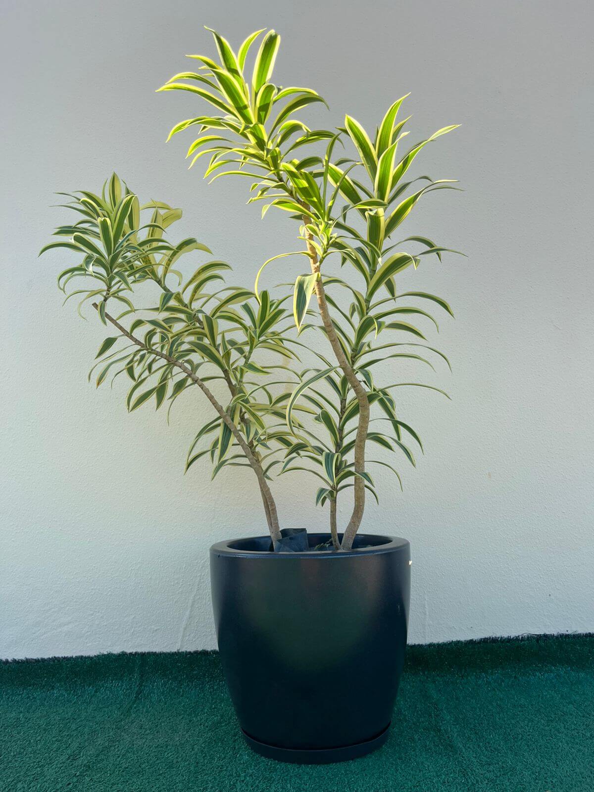 Ambiental Mix Dracena Pleomele