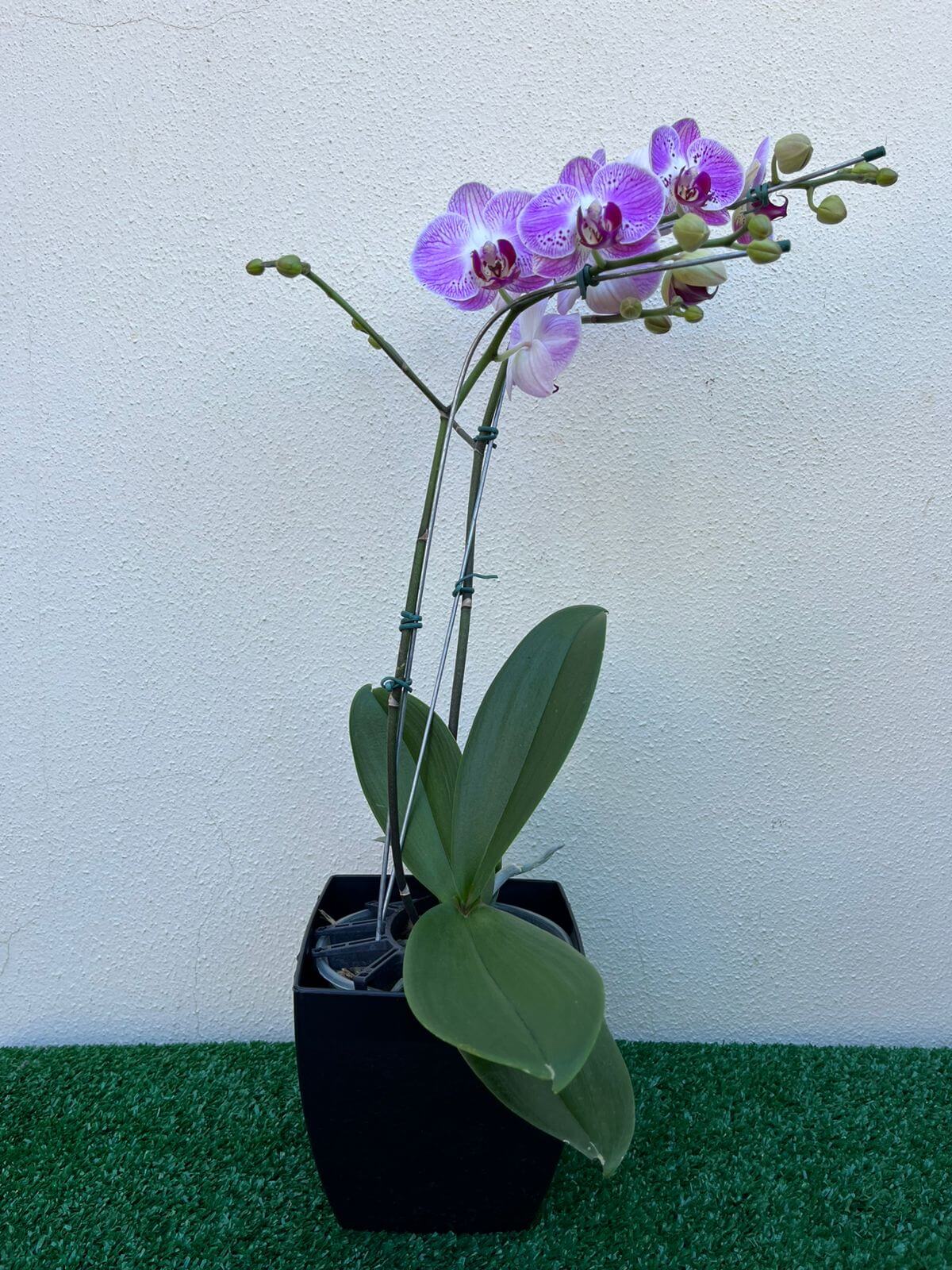 Ambieal MIx Orquídea Phalaenopsis