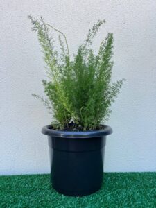 Ambiental mix Aspargo real