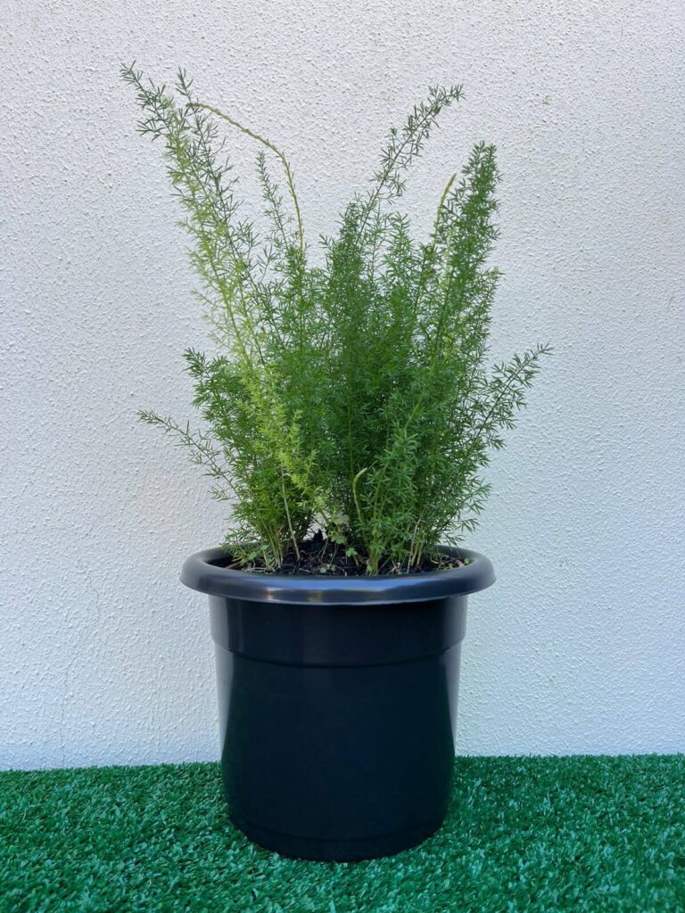 Ambiental mix Aspargo real